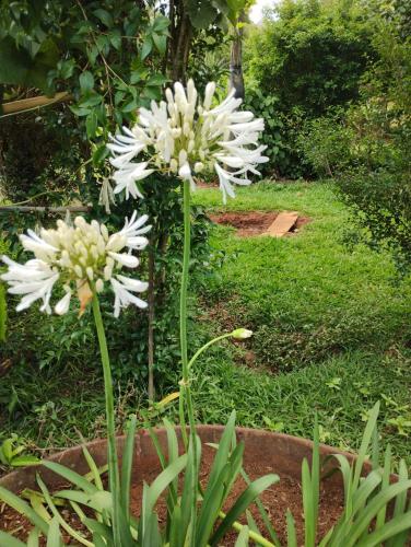 Um jardim em Casa de Campo - Sítio Santana dos Laranjais