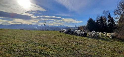 a herd of sheep walking in a field at Chałpy Na Wierchu in Rzepiska