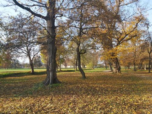 a group of trees in a park with leaves on the ground at Téli Berek Vendégház in Abod