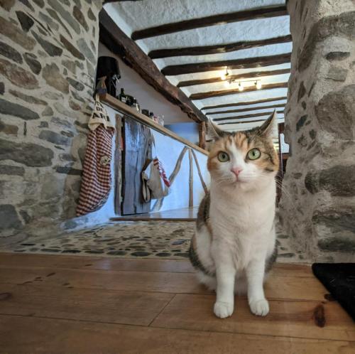 a cat sitting on the floor in a room at Les Chatougoulis in Les Bordes-sur-Lez