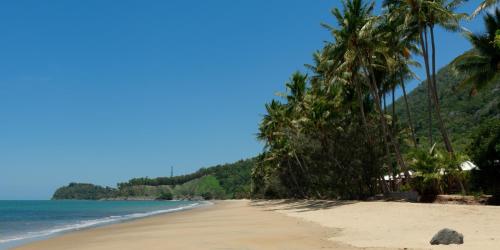 a beach with palm trees and palm trees at Ellis Beach Oceanfront Bungalows in Palm Cove
