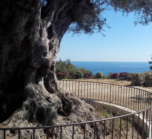 uma grande árvore ao lado de uma cerca de metal em Nice garden em Nice