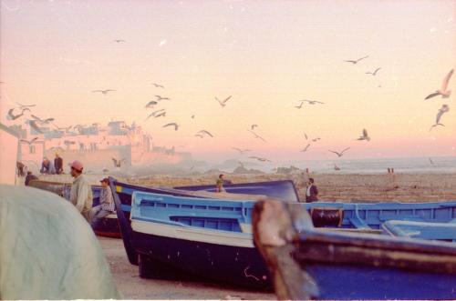 a group of birds flying over a beach with boats at Riad Le Grand Large in Essaouira