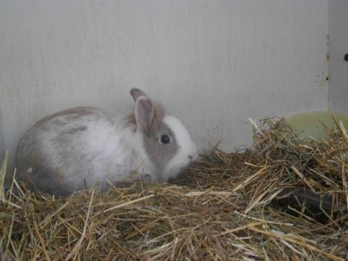 a white rabbit sitting in a pile of hay at Ferienhaus Moser in Bad Gastein