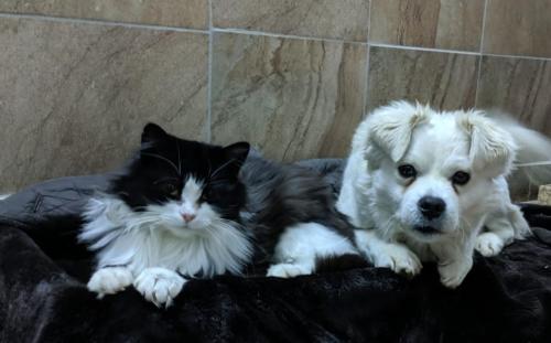 a dog and a cat laying next to each other at Pensiunea SilvAnka in Vîlcele
