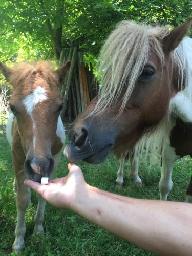 a person feeding a horse and a pony at Pensiunea SilvAnka in Vîlcele