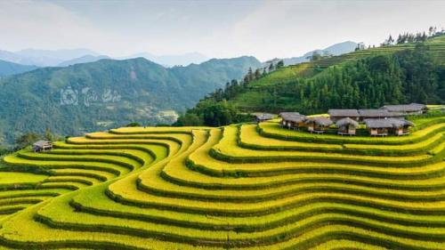 a field of green crops with houses on a mountain at Bình Minh Homestay in Nam Giang