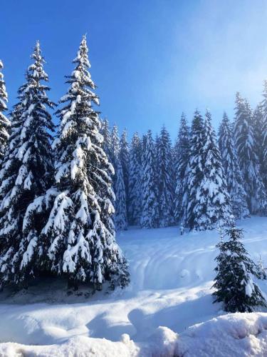 a snow covered forest with snow covered trees at President KOP A515 in Kopaonik