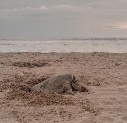 Altri animali domestici presso l'affittacamere o nei dintorni