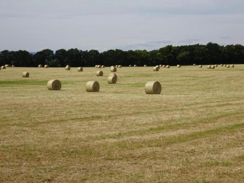a field filled with lots of hay bales at Haus Hillebrand in Bad Honnef am Rhein