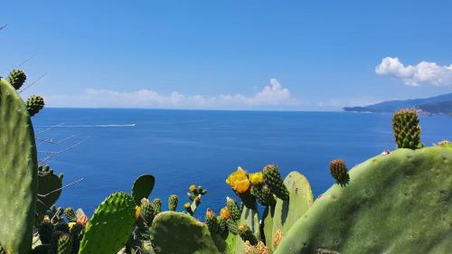 Φωτογραφία από το άλμπουμ του Villetta I Due Pini - ArgonautiVacanze σε Capoliveri