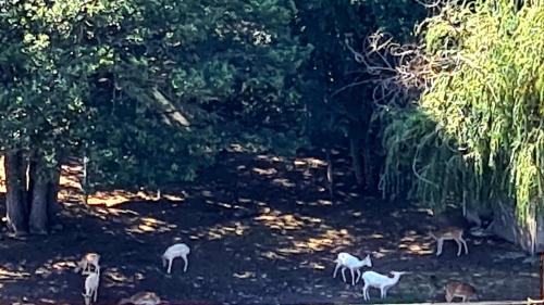 アパートメントの敷地内または近くにいる動物
