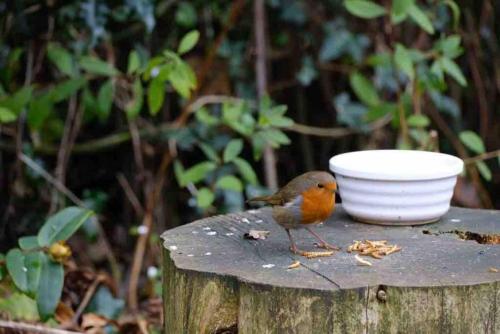 a bird standing on a post with a bowl at Studio Lickey Hills Near Attractions Garden Pet Ok in Birmingham