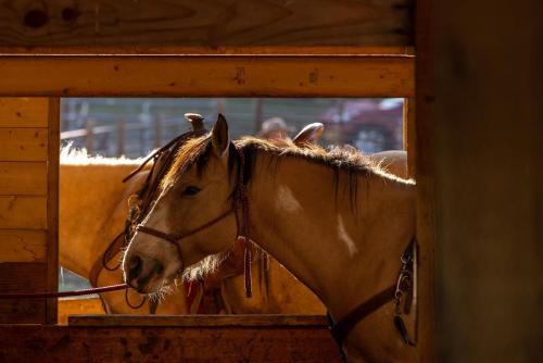 a brown horse standing in a stall in a barn at Heart Six Ranch in Moran