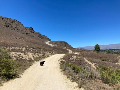 a black cat walking down a dirt road at Lookout Escape Studio, Alexandra in Alexandra