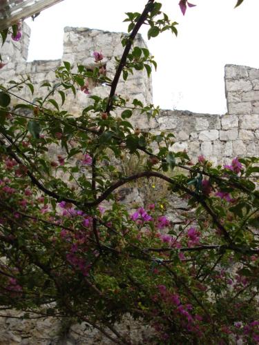 a bunch of pink flowers on a stone wall at Apartments Seka in Hvar