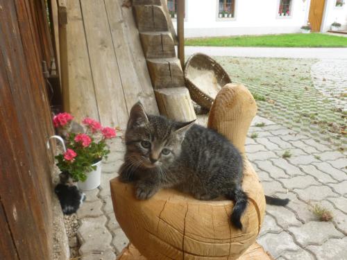 a kitten sitting on top of a wooden chair at Ferien am Land - WALDBAUER in Rossleithen