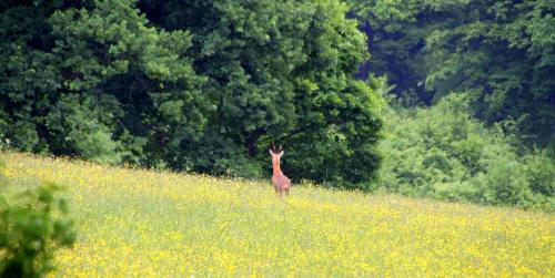 a deer standing in a field of yellow flowers at Zabola Estate - Transylvania in Zăbala