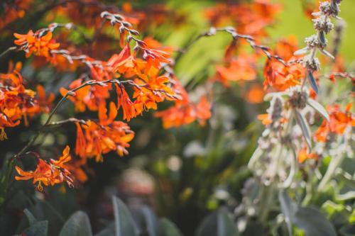 a bunch of orange flowers in a garden at Viereinhalb Eichen - Ferienwohnung am Niederrhein in Goch
