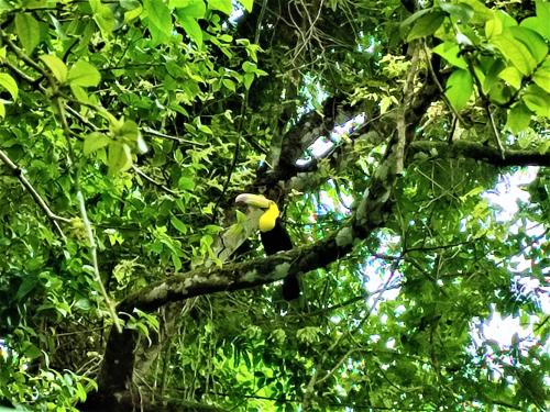 a bird perched on a branch of a tree at Maya Mountain Lodge in San Ignacio