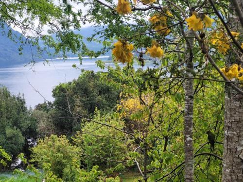 a view of the water from behind trees at Cabañas Llifenativo in Futrono