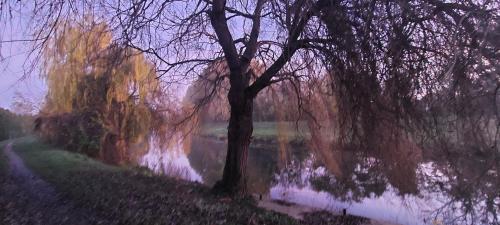 a painting of a tree next to a lake at Hotel Panorama in Mosonmagyaróvár