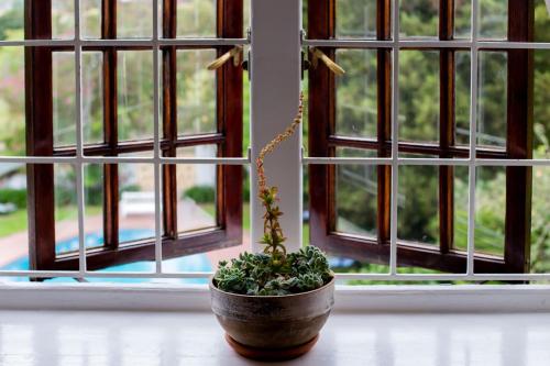 a small plant sitting on a table in front of a window at Vredenburg Manor House in Somerset West