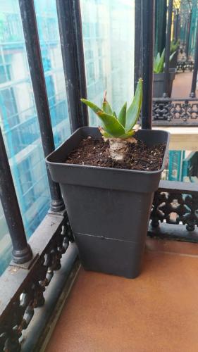 a plant in a pot sitting on a window sill at Pensión Manoli in Bilbao