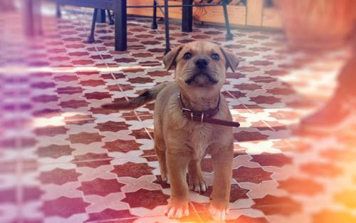 a brown dog standing on a tile floor at BLUE WAVE LODGE in Imi Ouaddar