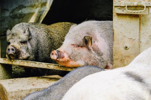 a pig laying on a shelf in a cage at AGRITURISMO CA' FENILE in Alzano Lombardo