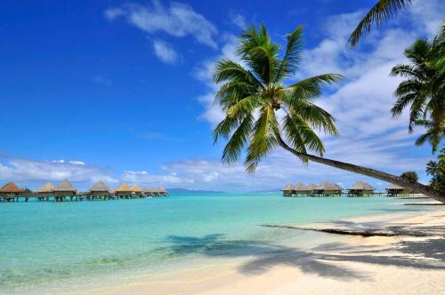 a beach with a palm tree and huts on it at InterContinental Bora Bora Le Moana Resort by IHG in Bora Bora