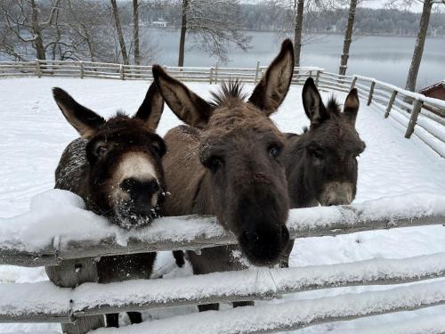 três burros parados na neve ao lado de uma cerca em Gospodarstwo Agroturystyczne Kozłowiec em Dziemiany