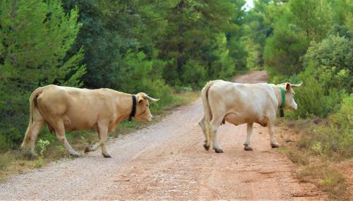two cows are walking down a dirt road at Hostal Rural Fidel Garcia Guzman in Chera
