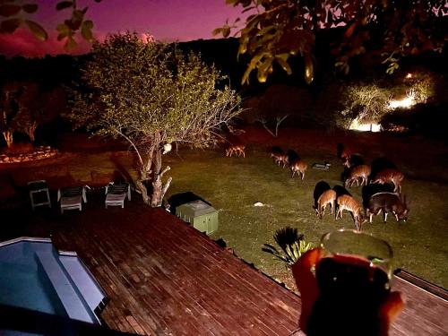un groupe de cerfs paissant la nuit dans un champ dans l'établissement Coombs View Reserve, à Grahamstown