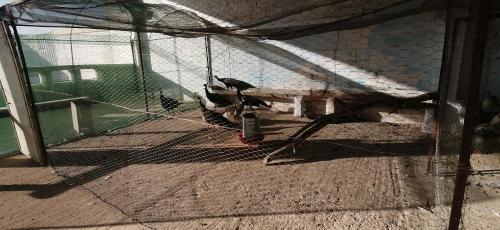 a couple of birds standing in a cage at Ferme Sacrée Nature in O Ben Slimane