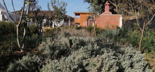 a field of plants in front of a house at Ferme Sacrée Nature in O Ben Slimane