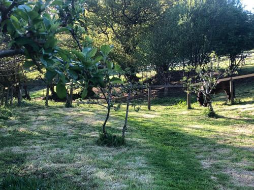 a group of trees in a field with a horse at Brentor Self-catering in Brentor
