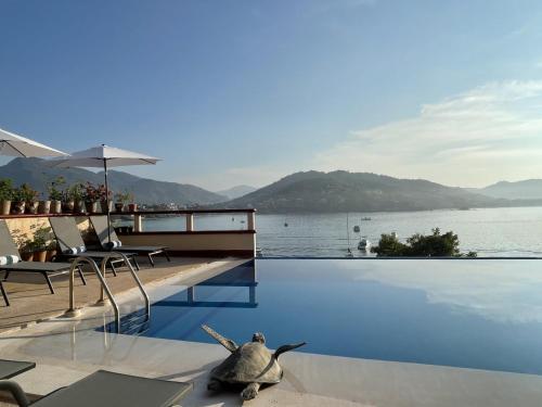 uma piscina com uma tartaruga marinha sentada no chão em Villa del Pescador em Zihuatanejo