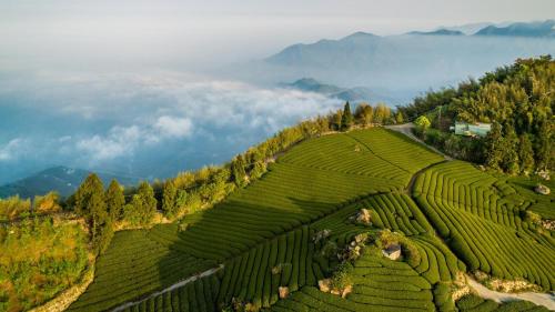 an aerial view of a green hill with trees at Hotel Indigo Alishan by IHG in Fanlu
