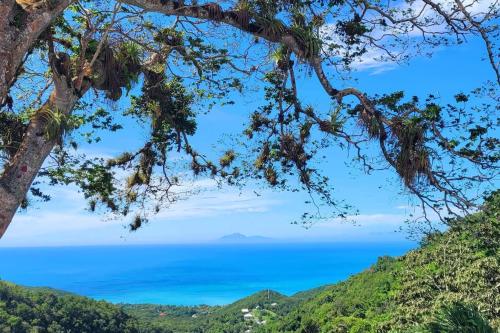 a view of the ocean through a tree at A Perle de vue - Appartement de charme Piscine & spa avec vues mer & forêt in Deshaies