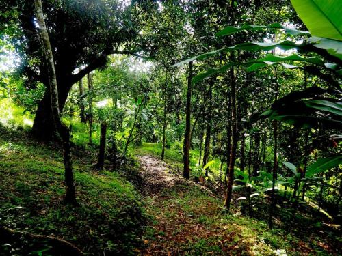 a dirt trail in a lush green forest with trees at A Perle de vue - Appartement de charme Piscine & spa avec vues mer & forêt in Deshaies