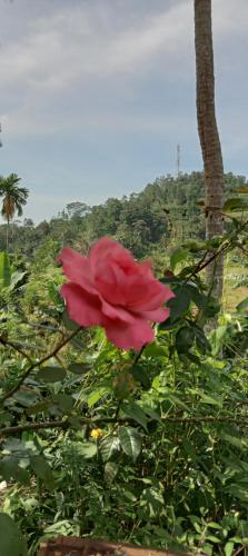 a red rose sitting next to a tree at Rainforest Holiday Inn in Deniyaya