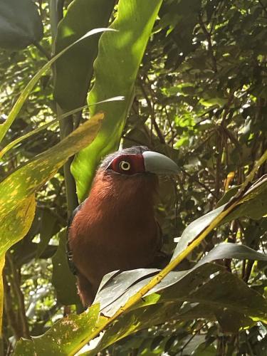 a bird is sitting in a tree at Inigtan Lio Bamboo Cottages in El Nido
