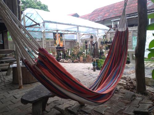 a hammock in front of a garden with cactus at Cactus Hostel in Chiang Mai