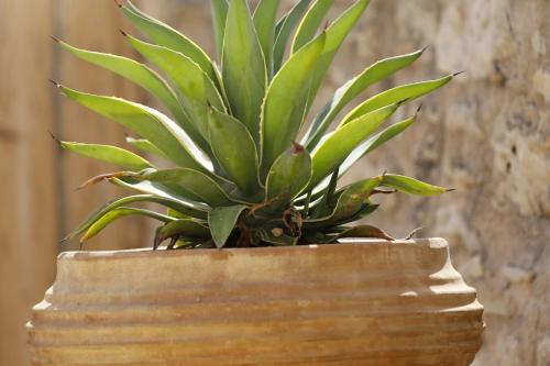 a plant in a pot in front of a wall at Villa Praxithea BY APOKORONAS-VILLAS in Gavalochori