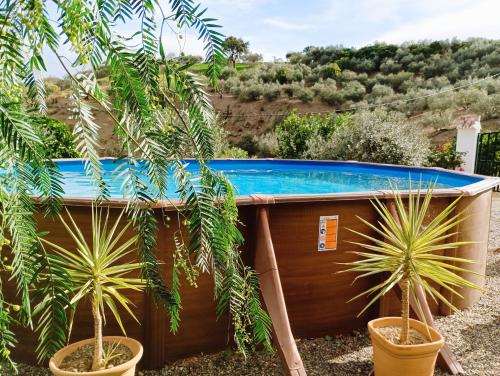 - une piscine à côté de deux plantes en pot dans l'établissement Casa rural Carratraca Finca Los viñazos, à Carratraca