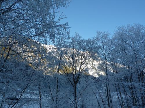 a mountain covered in snow with trees in the foreground at Appartement Strolz in Schnann