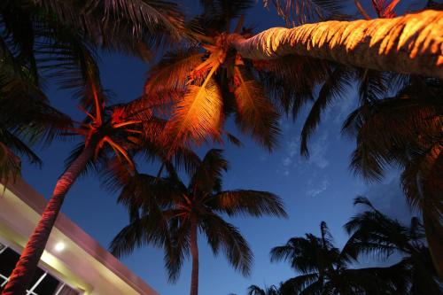 a group of palm trees in front of a building at Sava Salinas in Las Salinas