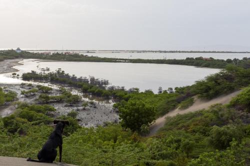 a dog sitting on a hill looking at a river at Sava Salinas in Las Salinas