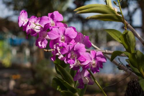 a bunch of purple flowers on a plant at Sava Salinas in Las Salinas